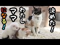 殺処分ギリギリで子猫を救出しました(3)