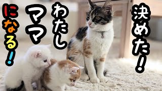 殺処分ギリギリで子猫を救出しました3