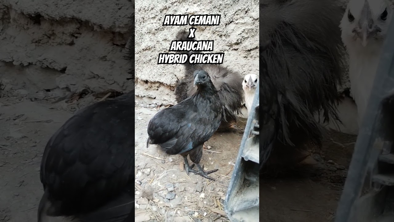 🖤 Ayam Cemani x Araucana Hybrid Chicken