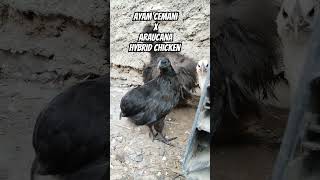 🖤 Ayam Cemani x Araucana Hybrid Chicken