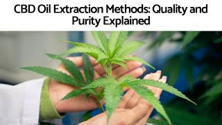 How CBD Oil Is Made: Extraction Methods, Purity & Quality