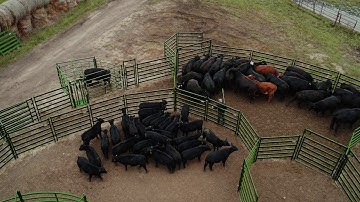 Arrowquip Complete Cattle Handling System - Custom Designed for Your Ranch