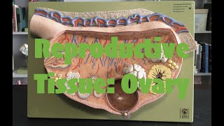 Female Reproductive Tissue: Ovary