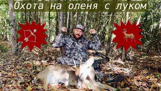 Охота с луком на белохвостого оленя! Успешное открытия сезона! Охота с седла!