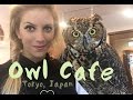 Owl Cafe - Tokyo, Japan (Harajuku)
