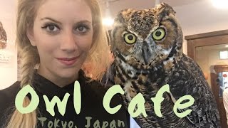 Owl Cafe - Tokyo, Japan (Harajuku)