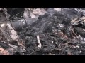 Российские ПВО в регионе в день крушения авиалайнера не работали, — Минобороны РФ (новости)
