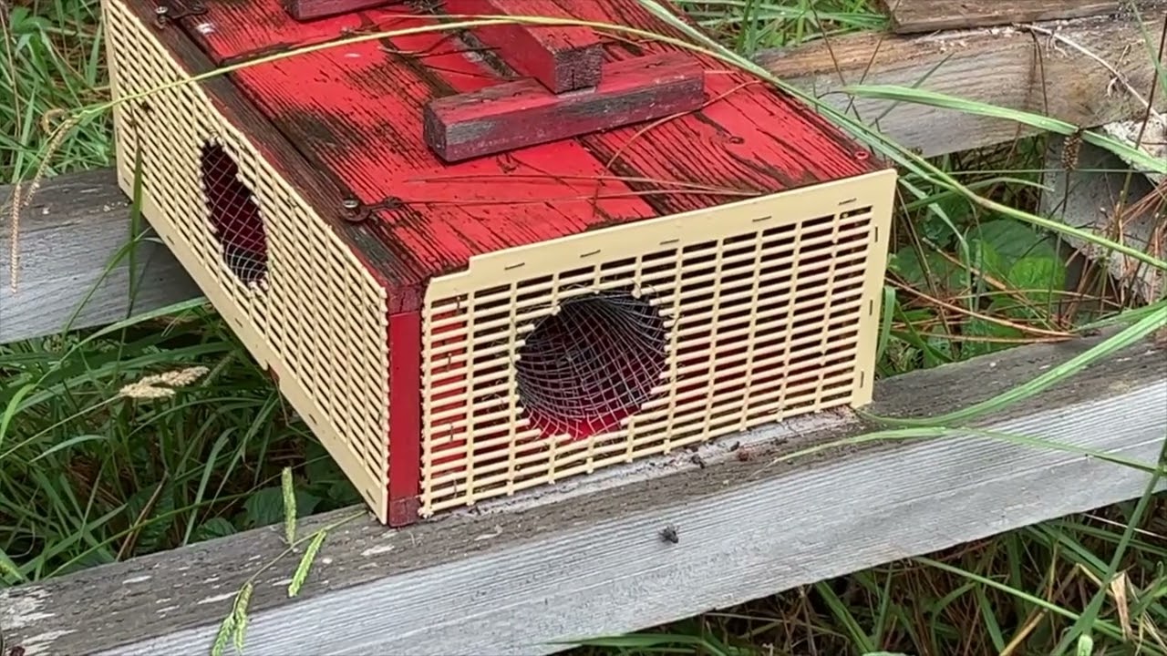 The Plague of the Asian Hornet: Preventing and Acting Early in the Season