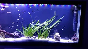 ¿Puedo utilizar luces LED para mis peces?