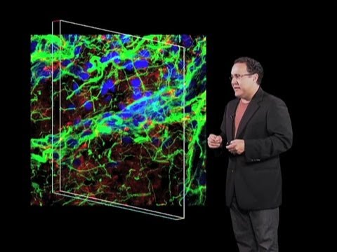 Neural Stem Cells - Alfredo Quiñones-Hinojosa  (Johns Hopkins/HHMI)