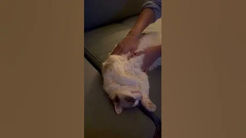 Watch the video about Ragdoll cat enjoys her massage! #catlover #catvideos #cute #cat #amelia