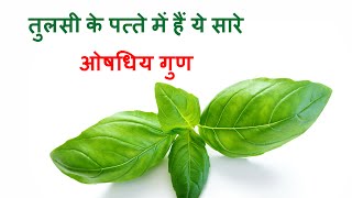 तुलसी पत्ते है अचूक ओषधि/Benefits of holy basil or tulsi leaves in hindi/basil leaves in daily life