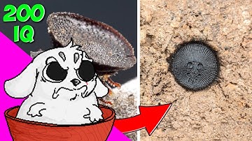 Leo reacc "Cazadores de Nivel Divino. 10 Insectos Depredadores con Ingeniosas Habilidades de Caza"