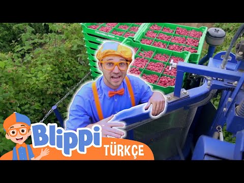 Blippi Bir Ahududu Fabrikası Keşfediyor | Blippi Türkçe - Çocuklar için eğitici videolar | Türkçe