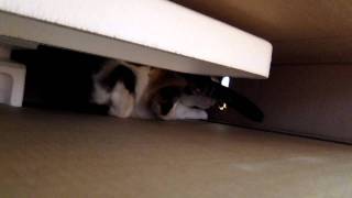 Meow Crawling into New Box