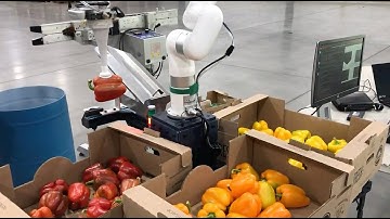 xArm Sorting Peppers Solution at TAIGA ROBOTICS