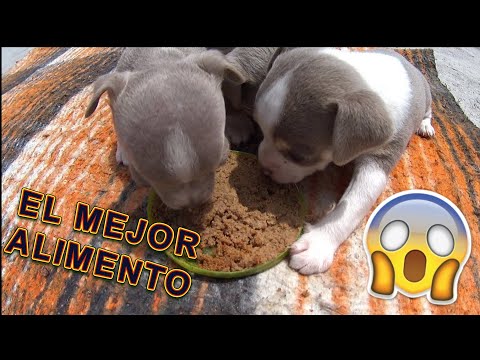 Video: Cómo Alimentar A Tu Cachorro Con Comida Seca
