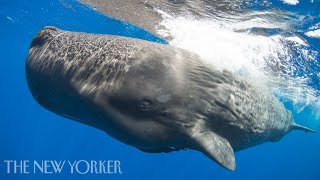 Learning from a Rarely Witnessed Whale Birth | The New Yorker