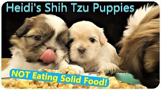 Heidi's Shih Tzu Puppies  NOT eating solid food!