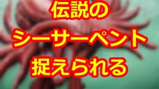 ラブカ 伝説の大蛇 シーサーペント の正体 オーストラリアで捉えられる 7 6mにもなるとの噂もある Youtube ラブカ 伝説の大蛇 シーサーペント の正体 オーストラリアで捉えられる 7 6mにもなるとの噂もある Youtube