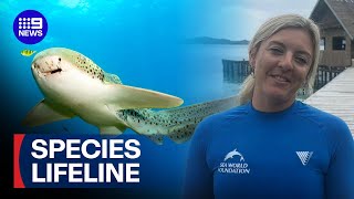 International conservation effort to save the Leopard Shark 9 News Australia
