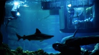 Would You Sleep In A Shark Tank? by Animalist 18,444 views 7 years ago 31 seconds