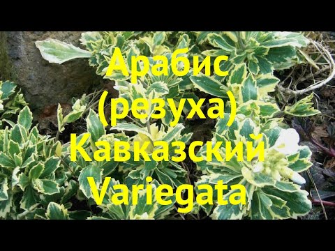 Видео: Lobelia erinus: описание, сортове, снимки, характеристики на засаждане и грижи