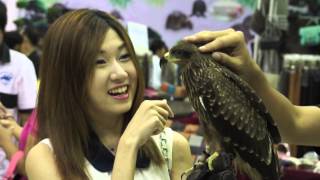 Cute Thai Girl Plays With A Falcon