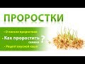 Проростки семян. Польза проростков. Как проращивать пшеницу, гречку, чечевицу. Рецепт каши