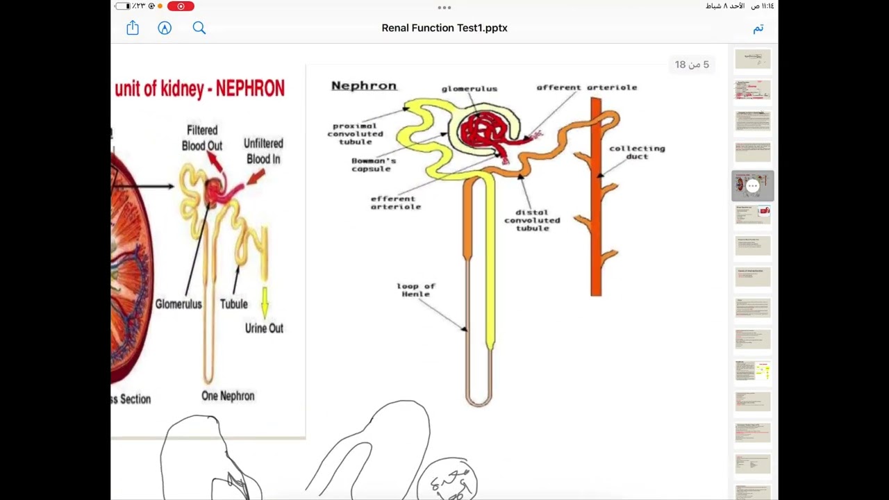Renal المحاضرة الاولى