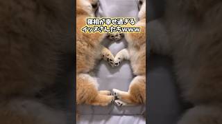 イッヌの動画見てニヤケたら負けwww #動物 #犬 #癒やし #2ch動物スレ #可愛い