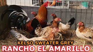 Best Big Farm Rancho El Amarillo - Jose Adan Pacheco | Cocoyoc Morelos