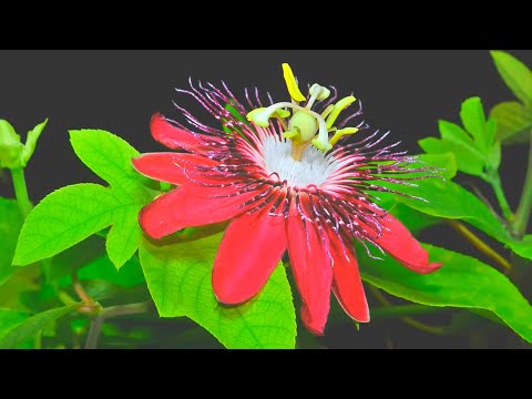 Видео: Великолепна пасифлора - расте от семена