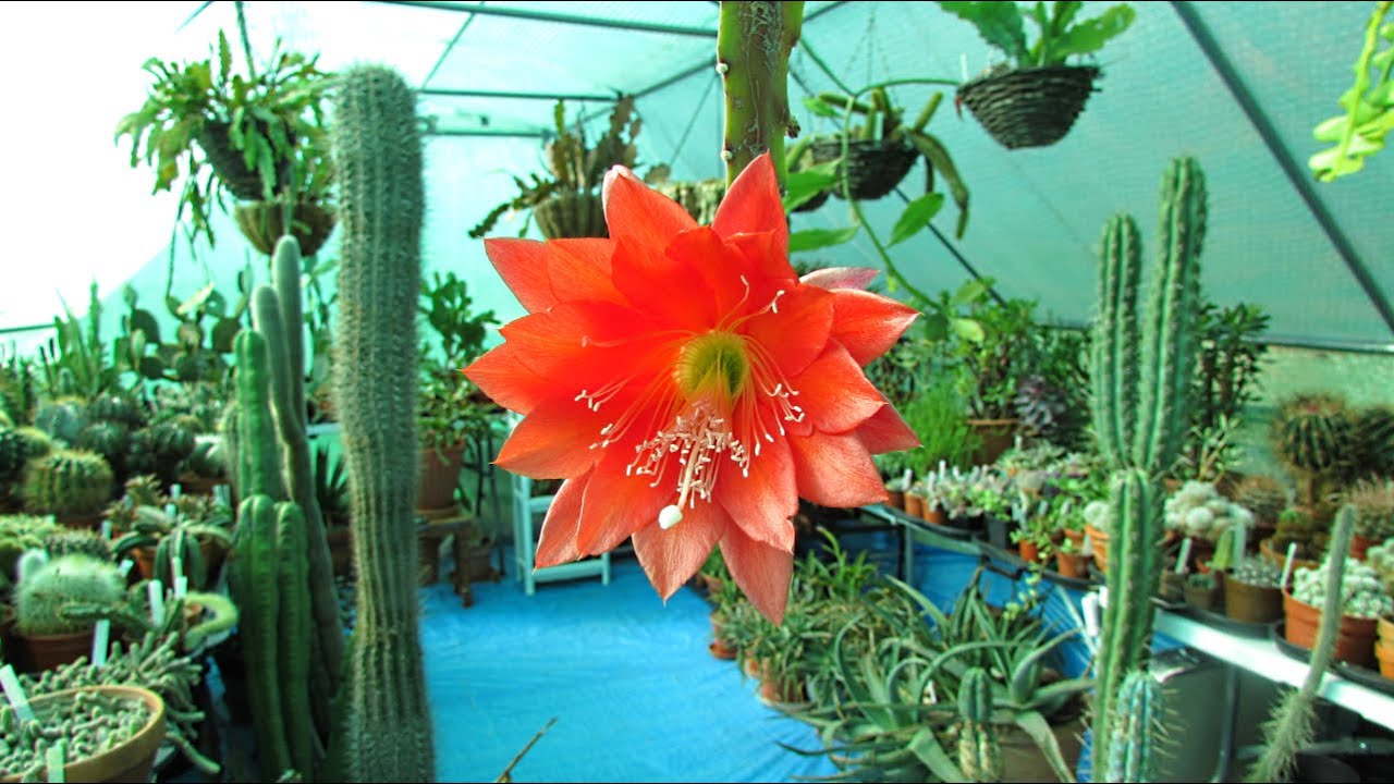 My Epiphyllum Cactus Hybrid in beautiful Bloom & update on my Epiphytic