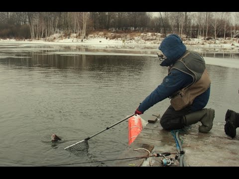 локоть брянская область ловля форели