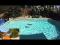 2012 Summer Olympic Swimming: Dog Paddle