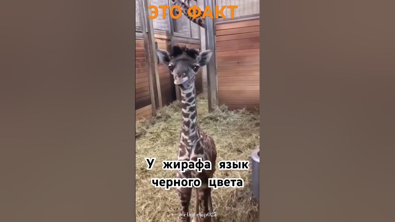 Это -факт , у жирафа язык черного цвета #познавательный # ...