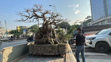 CHƯA TỪNG CÓ Ở VẠN PHÚC - CÂY VÍP RA CHỢ RẤT NHIỀU, PHIÊN TO NHẤT NĂM