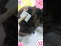 я буду гладить/ расчёсывать свою кошку, 1 подписчик = 1 раз
