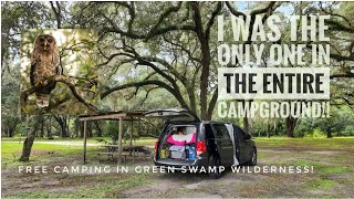 Solo Car Camping in an EMPTY Florida Campground FOR FREE With A Family of OWLS | Ashley Campground