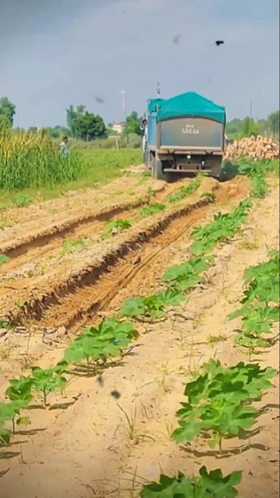 The dump truck driver was driving his vehicle slowly backwards.#shorts #truck #feedshorts #fyp
