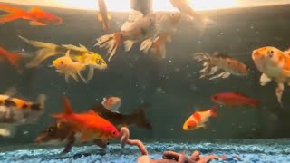 Live Nightcrawler Pond Feeding (underwater)