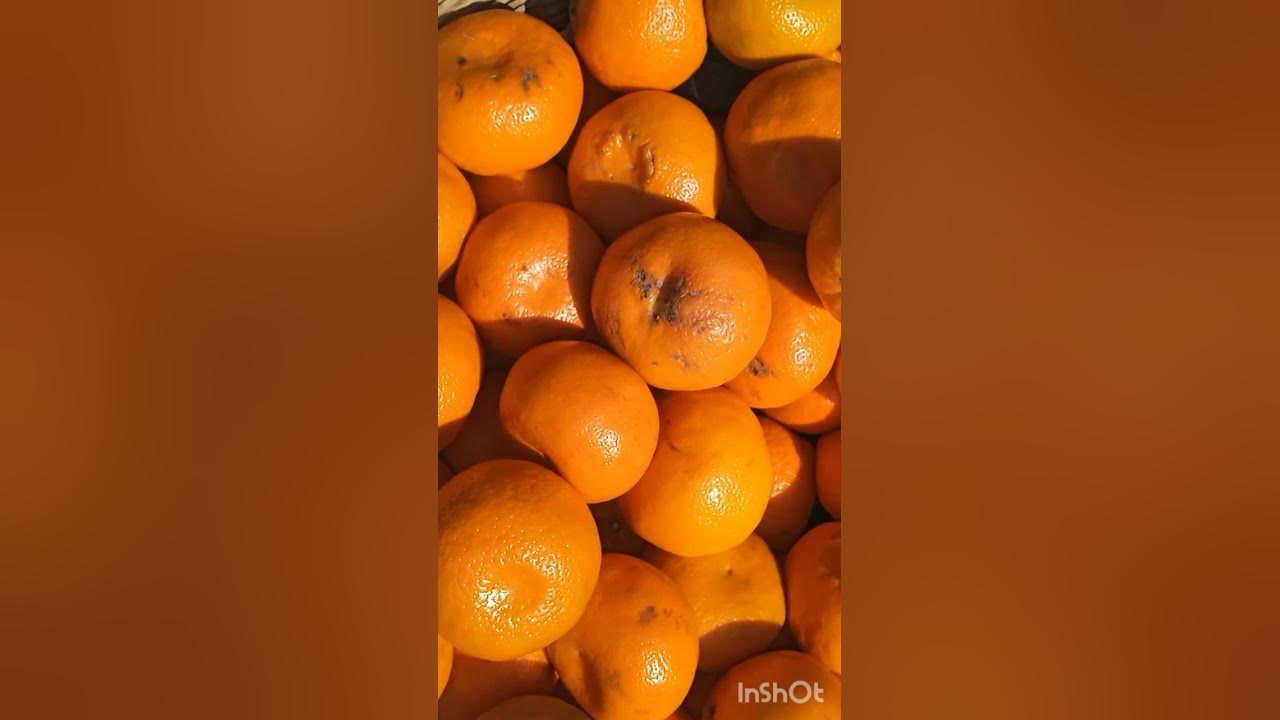scientific-name-of-orange-other-name-of-orange-shorts-viral