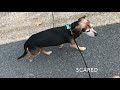 Scared dog vs happy dog