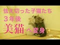 【猫記録717】里子ちゃんたちのその後