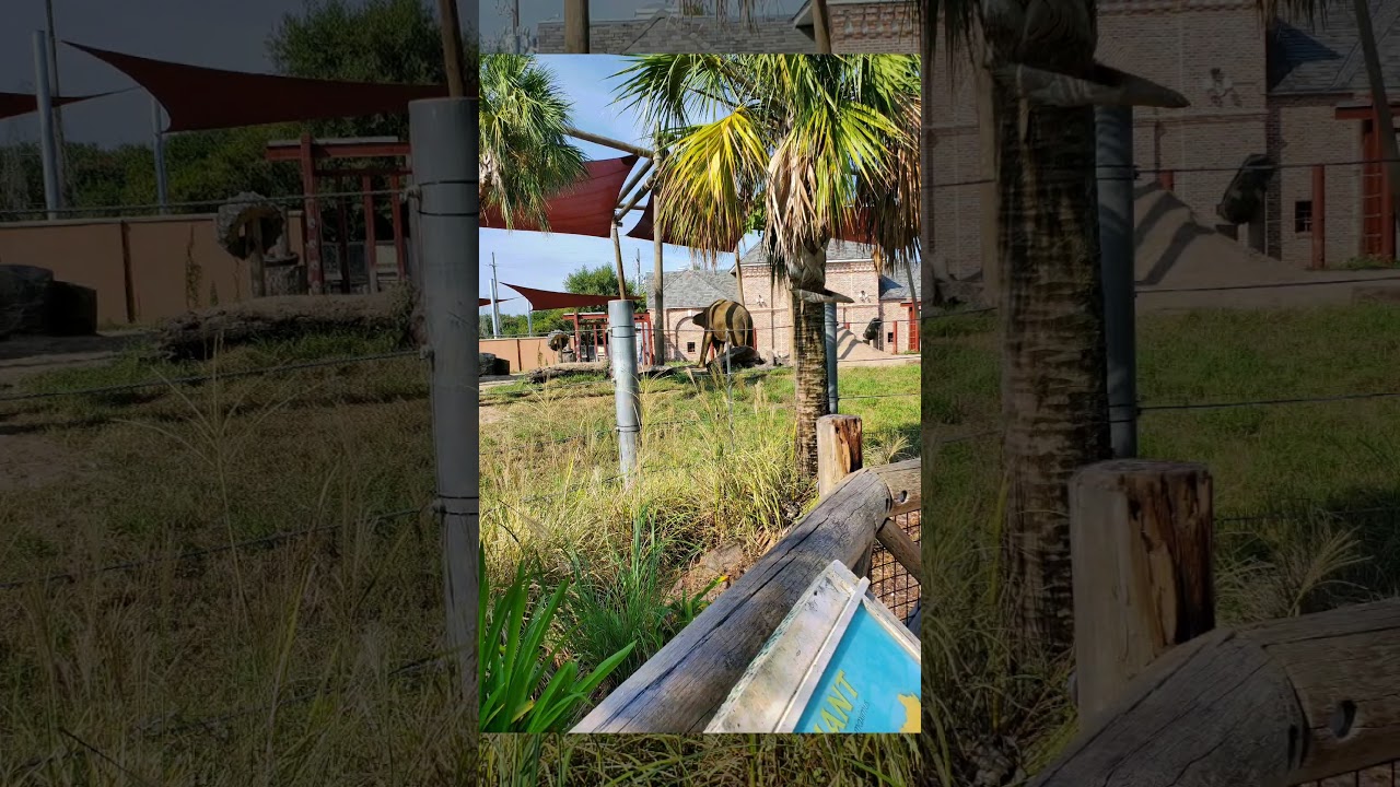 The best time at the zoo want to be a zoologist. - YouTube