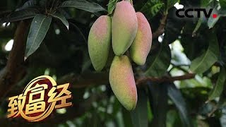 《致富经》 20180410 外地小伙闯海南的财富密码 | CCTV农业