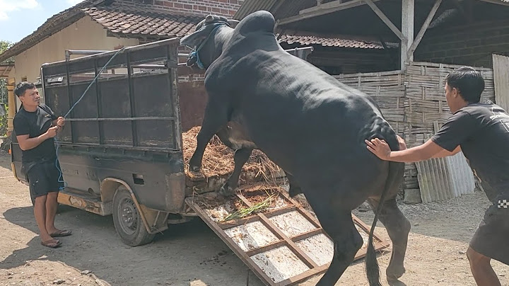 BARU KALI INI GW PUNYA SAPI PO WARNA HITAM..!