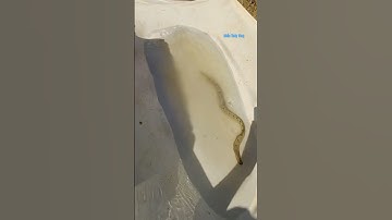 Cá Lớn - dùng Màn vớt thử ai ngờ dính cá Trạch Khủng 😱 #khacthuyvlogg