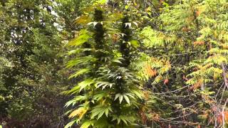 Outdoor Guerilla Grow 2013  Part 8